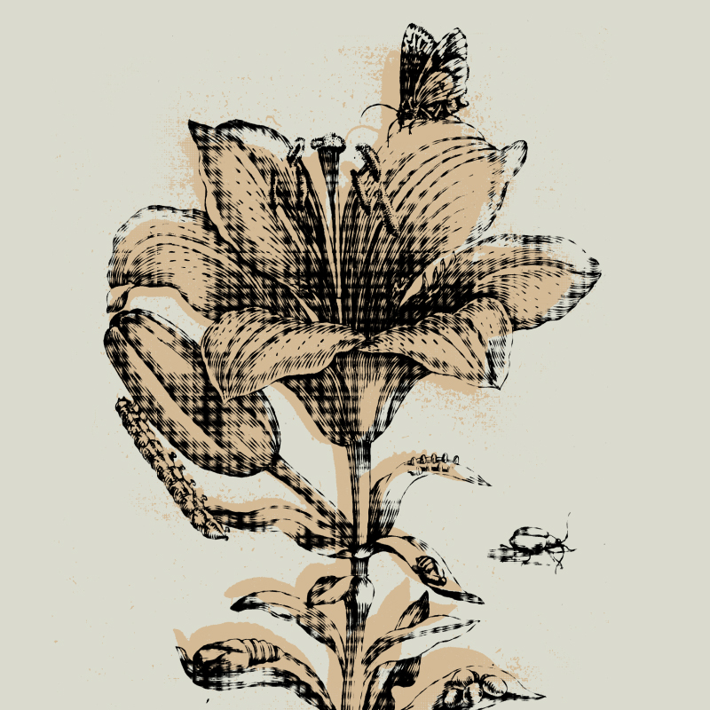 Inauguración |  'A través de la crisálida: Maria Sibylla Merian (1647-1717)'