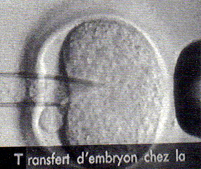 15christiane_geoffroy.jpg