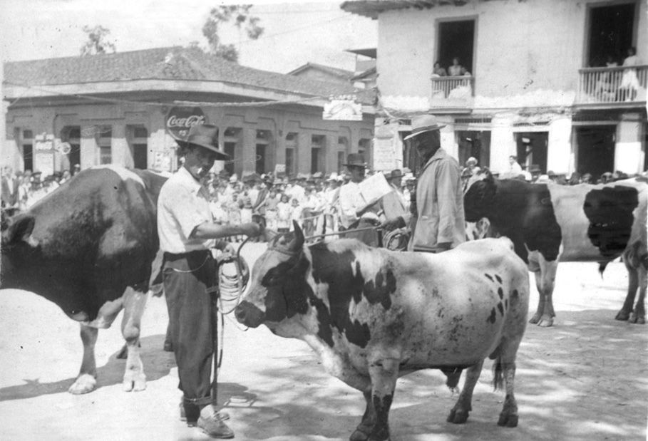 Exposición ganadera